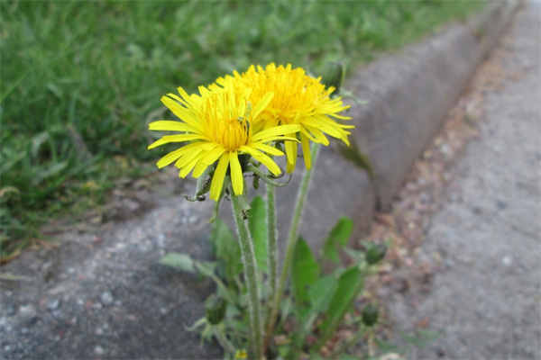 方塊堡壘英文版下載